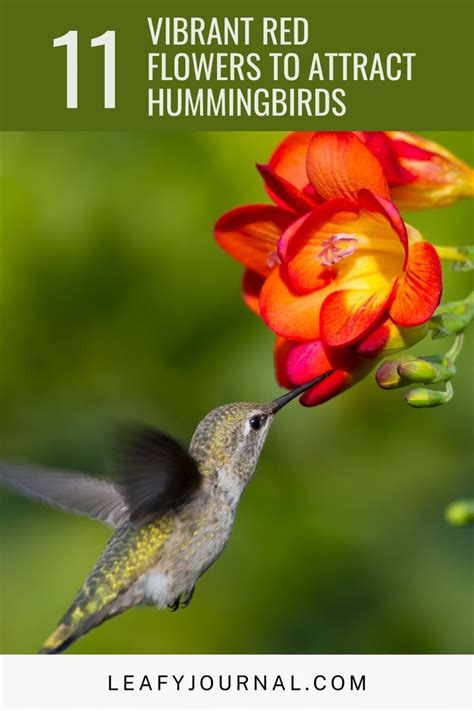 11 Vibrant Red Flowers To Attract Hummingbirds How To Attract