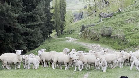 Sheep Farming In New Zealand Spring Time Youtube