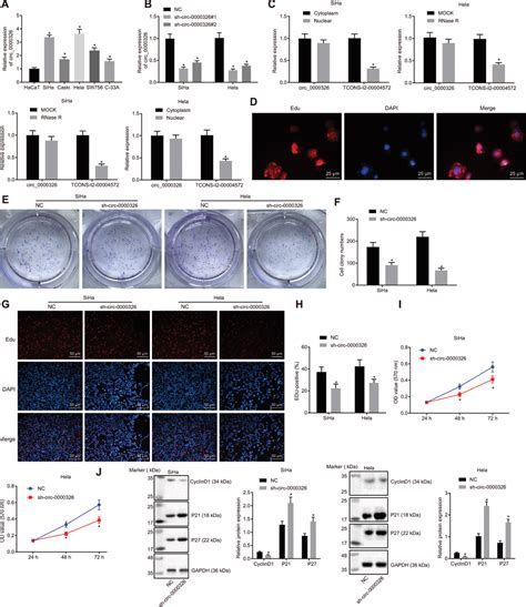 Silencing Of Circular Rna 0000326 Inhibits Cervical Cancer Cell