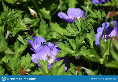 Geranium Rozanne Purple Flowers In Bloom Stock Photo Image Of Botany