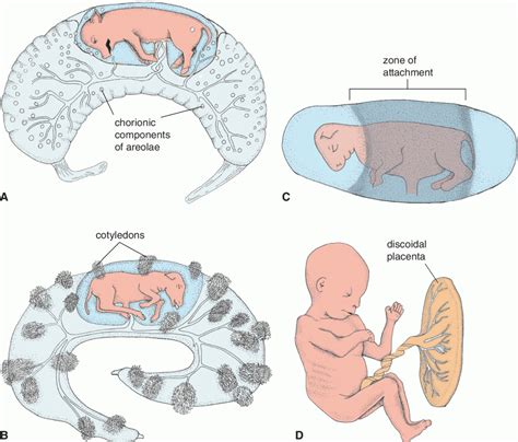 Tipos De Placenta Animais Braincp