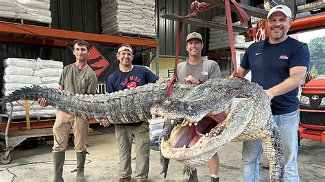 Mississippi Hunters Bag New State Record Alligator Mississippi Sportsman