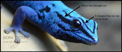 Electric Blue Day Gecko