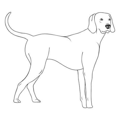 Design Png E Svg De Braço De Cão Weimaraner Em Pé Para Camisetas