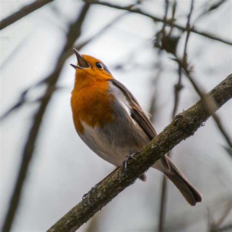 Bird Perched On Tree Branch · Free Stock Photo