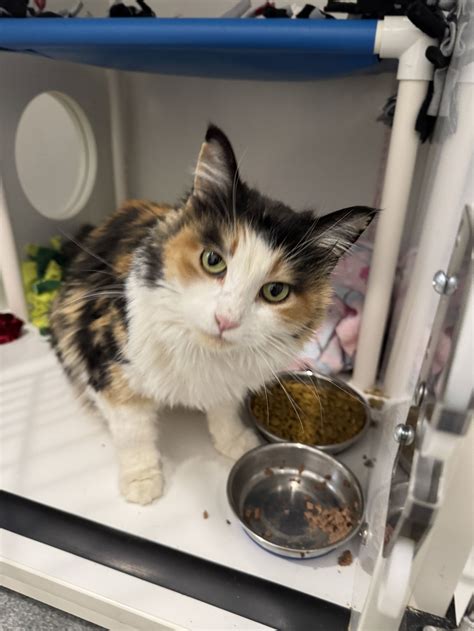 Cat for adoption - Amora, a Domestic Long Hair Mix in Princeton, MN