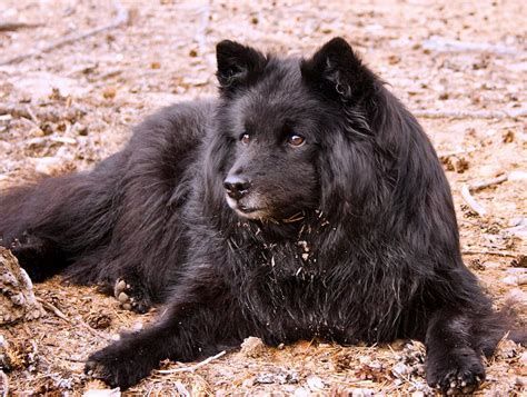 5 Things to Know About Swedish Lapphunds - Petful