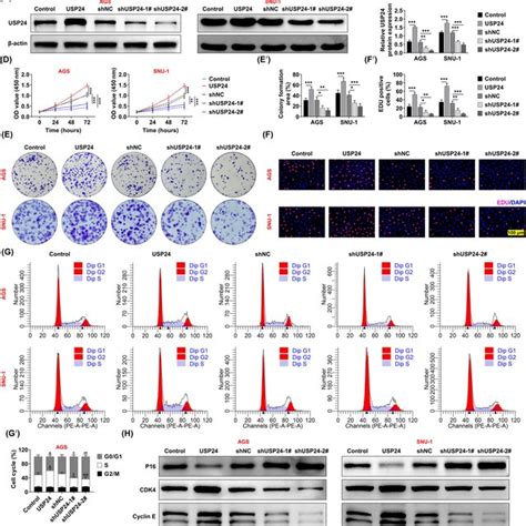 Ubiquitin‐specific Peptidase 24 Usp24 Promotes Enhanced Glycolysis Of