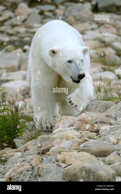 Polar Bear Ursus Maritimus Adult Female Stock Photo Alamy