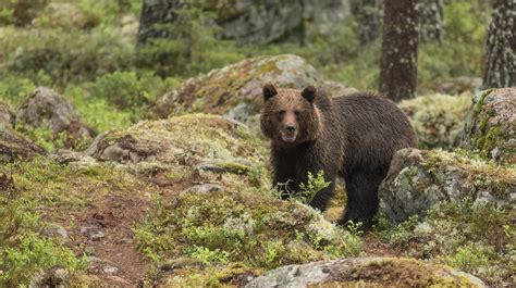 HFD dom ger utrymme för större tilldelning av rovdjur Svenska