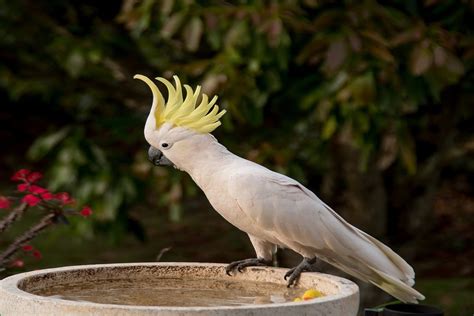 White Bird With Mohawk Global Birding Initiative