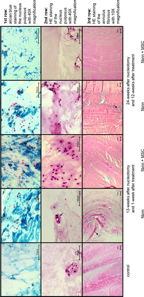 Histological Slides With Alcian Blue And Haematoxylineosin He