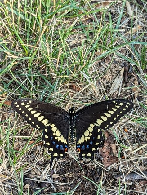 Black Swallowtail Butterfly – Nature of Niakwa