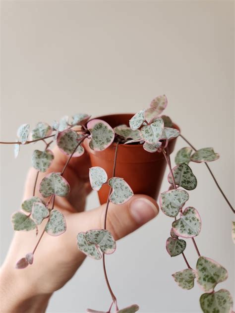 Ceropegia Woodii Variegata Aukce Rostlin