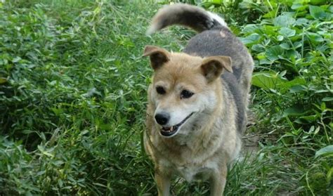 “土狗”也有很多种类，对中华田园犬你了解多少田园犬种土狗新浪新闻