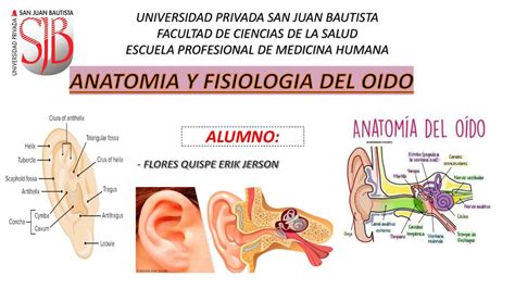 ANATOMIA DE OIDO JERSON FLORES XD UDocz