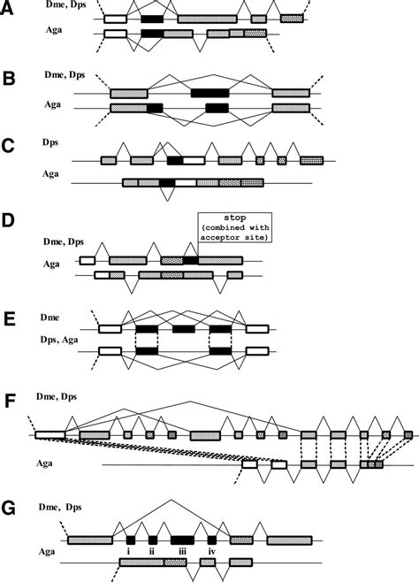 Evolution Of Exon Intron Structure And Alternative Splicing In Fruit Flies And Malarial Mosquito