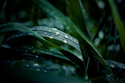 Premium Photo Fresh Green Grass With Dew Drops Close Up Water Driops