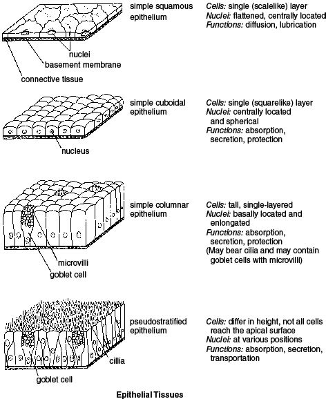 Epithelial Tissue