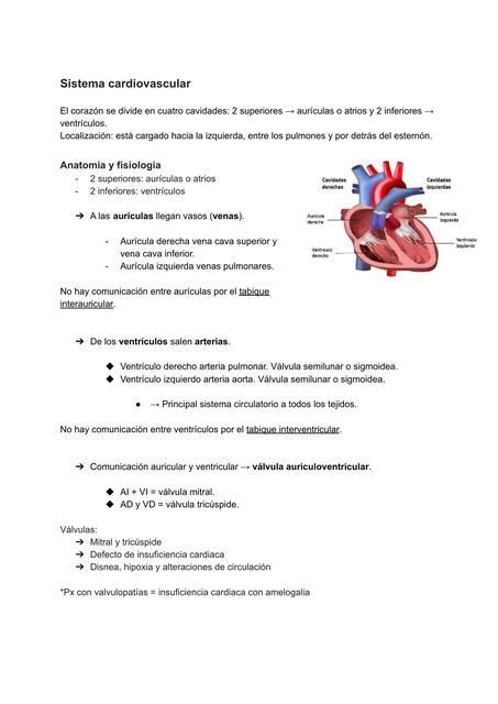 Sistema Cardiovascular Renata Acosta Portilla Udocz