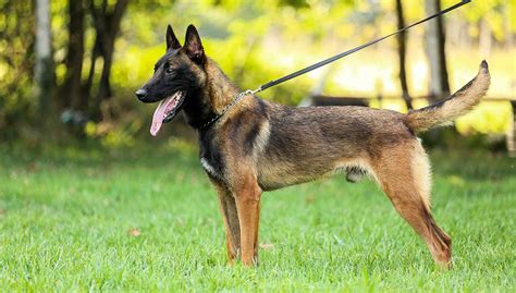 Tarifs Toilettage De Votre Berger Belge Malinois Excalicwouaf