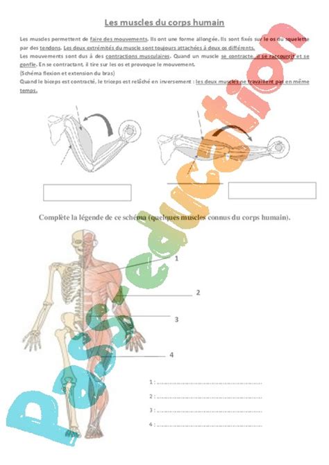 Exercice Les Mouvements Corporels Muscles Et Squelette CE2 Cycle