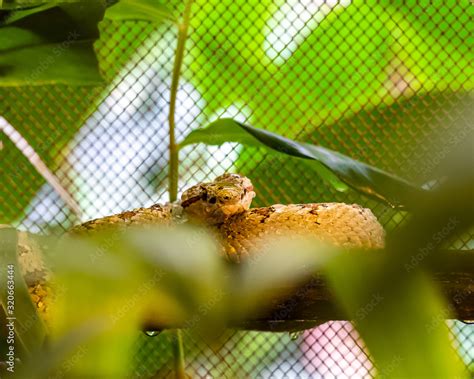 Eyelash Viper Snakes Of Costa Rica Pit Vipers Stock Photo Adobe Stock