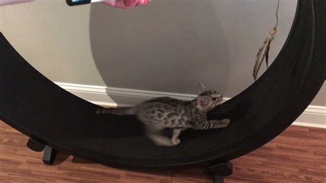 Cat Wheel Training Youtube