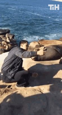 Funny Seal GIF - Funny Seal - Discover & Share GIFs