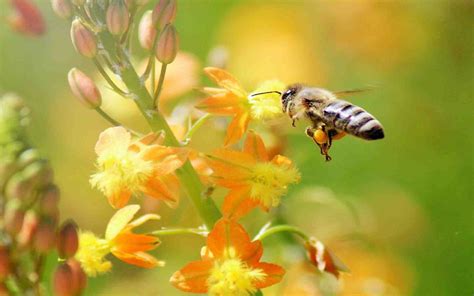 Fondos De Pantalla X Px Abeja Abejas Flor Flores Insecto