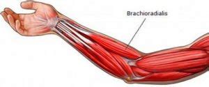 Brachioradialis Pain and Treatment - (updated in 2022)