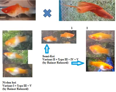 Category: Breeding Project - A Connecticut Swordtail breeder