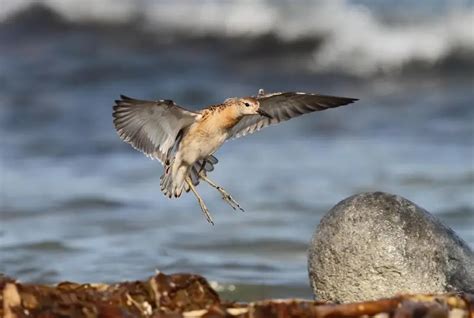 Ruff Facts Diet Habitat And Pictures On Animaliabio