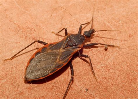 Viral Video on ‘Kissing’ Bug Warns Against Dangers of Chagas Disease