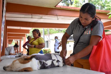 M S De Mascotas Han Sido Intervenidas En Jornada De Esterilizaci N