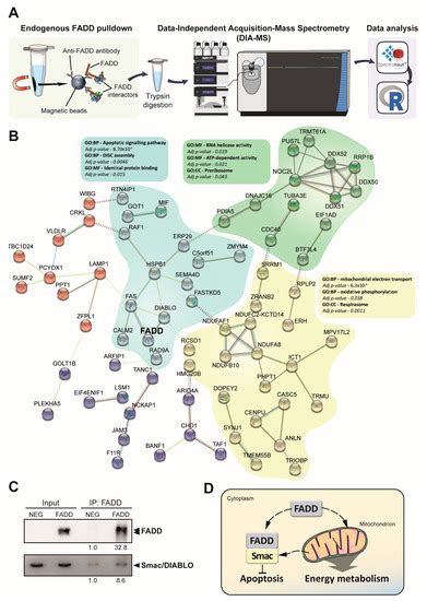 IJMS Free Full Text A Dual Role For FADD In Human Precursor T Cell