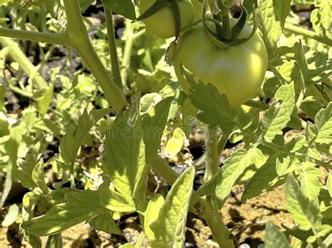 Growing Unripe Purple Passion Fruit In Vine Species Passiflora Edulis