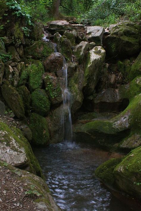 EL MEU BOSC Boscos De Ciutat El Refugi Escola De Natura I Muntanya