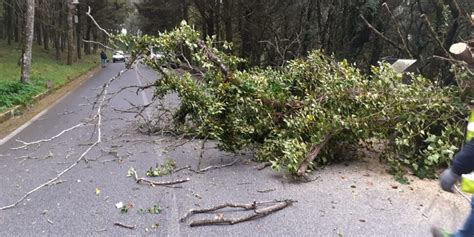 Raffiche Di Vento Record Danni Anche A Erice Crollano Alberi Tettoie