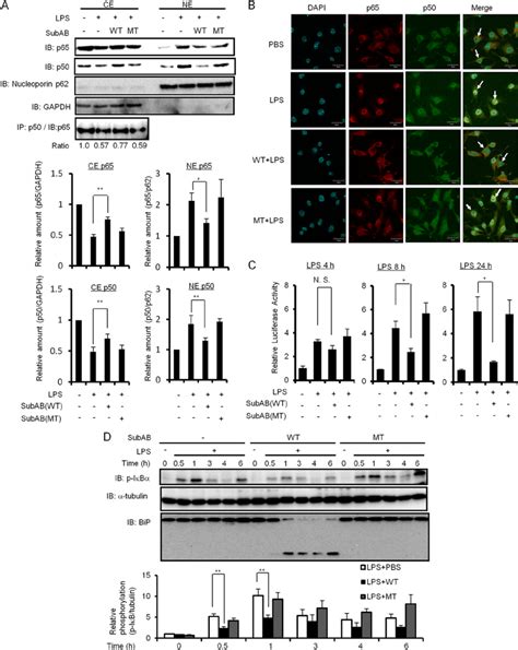 SubAB Inhibits LPS Induced NF B Nuclear Translocation In RAW 264 7