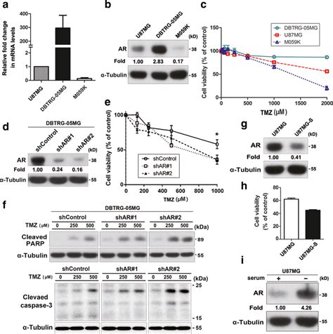 The Expression Level Of Ar Was Correlated With Tmz Resistance In Gbm