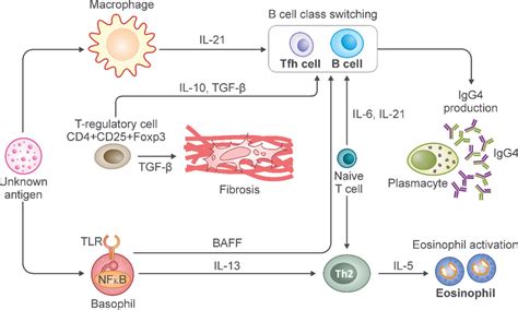 Schematic Pathogenesis Model Of Igg4 Related Disease Download Scientific Diagram