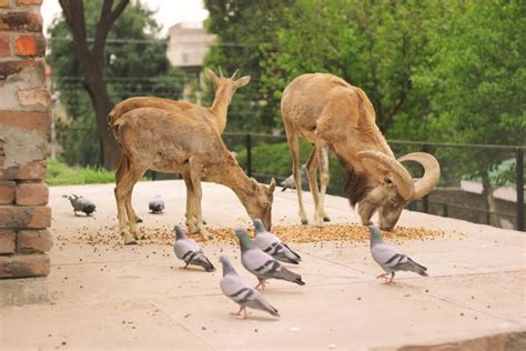 Lahore Zoo | A Must Visit Place in Lahore, Pakistan