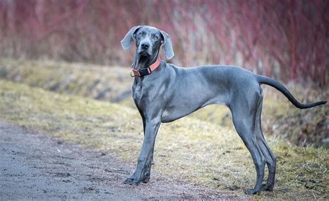 Gorgeous And Goofy Is The Weimaraner Right For You K9 Web