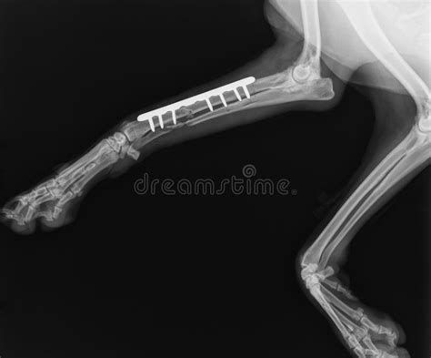 Radius Ulna Dog Stock Photos - Free & Royalty-Free Stock Photos from ...