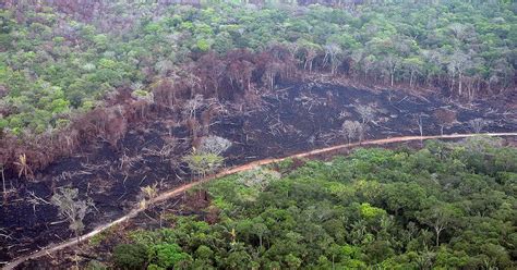 Deforestación 2021 Los Bosques Que Perdieron Los Países Amazónicos