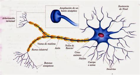 Características Tejido Nervioso Partes Y Funciones Específicas