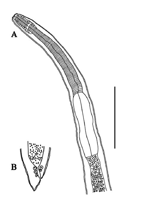 Internal Morphology Of Anisakis Pegref I Parasite Of Scomber Colias A