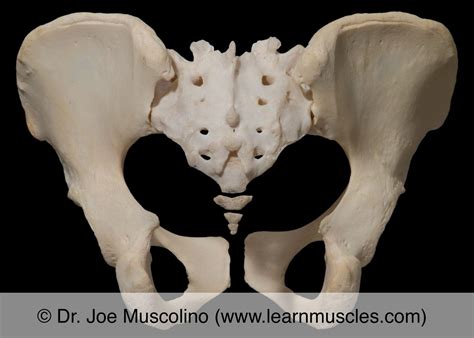 Sacroiliac Joint SIJ Learn Muscles