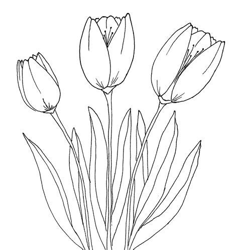 How to Draw Tulips: Easy Step-By-Step Tutorial For Beginners